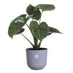 jazz rond 30cm lavendel lila